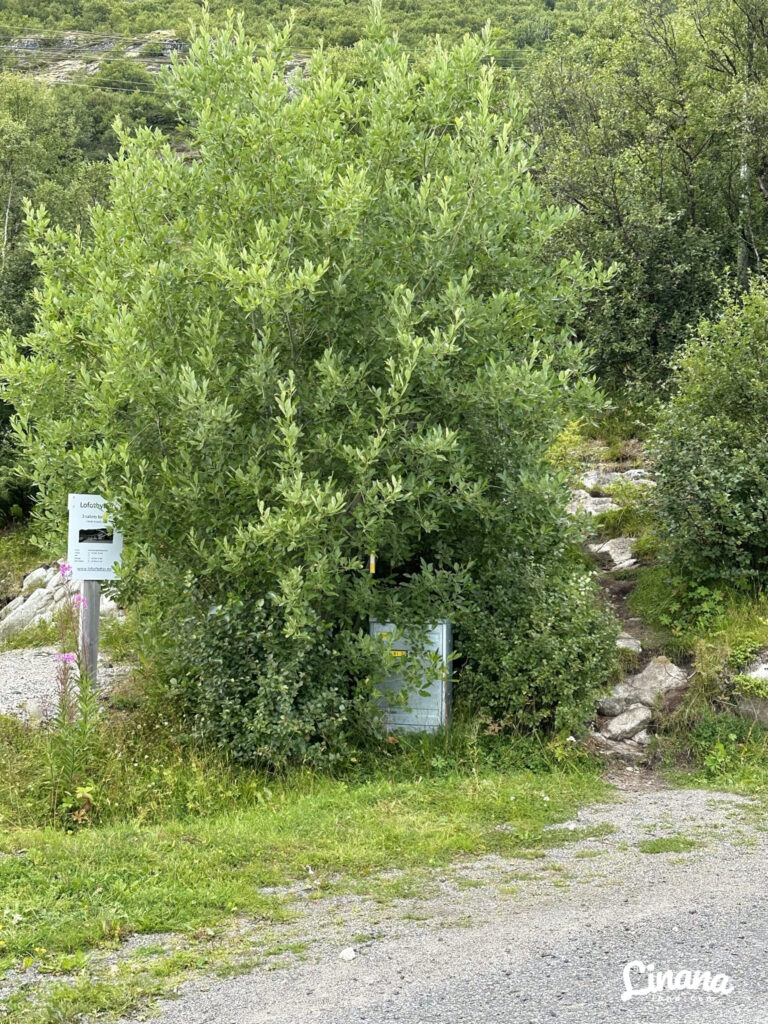 Offersøykammen