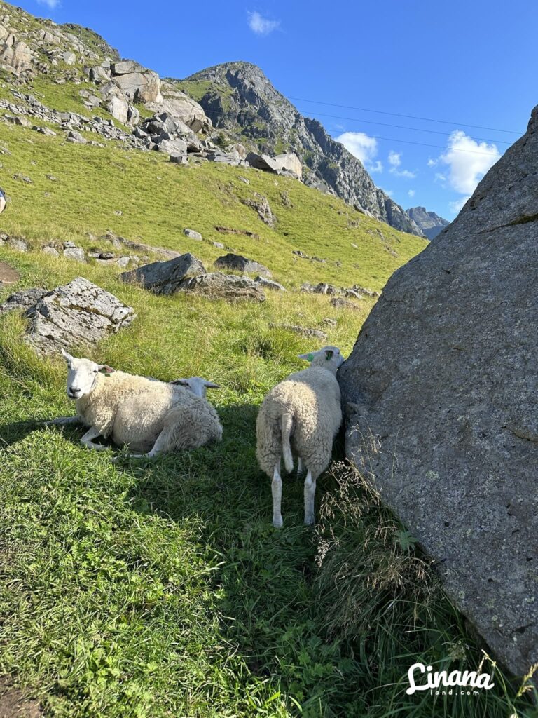 Mannen